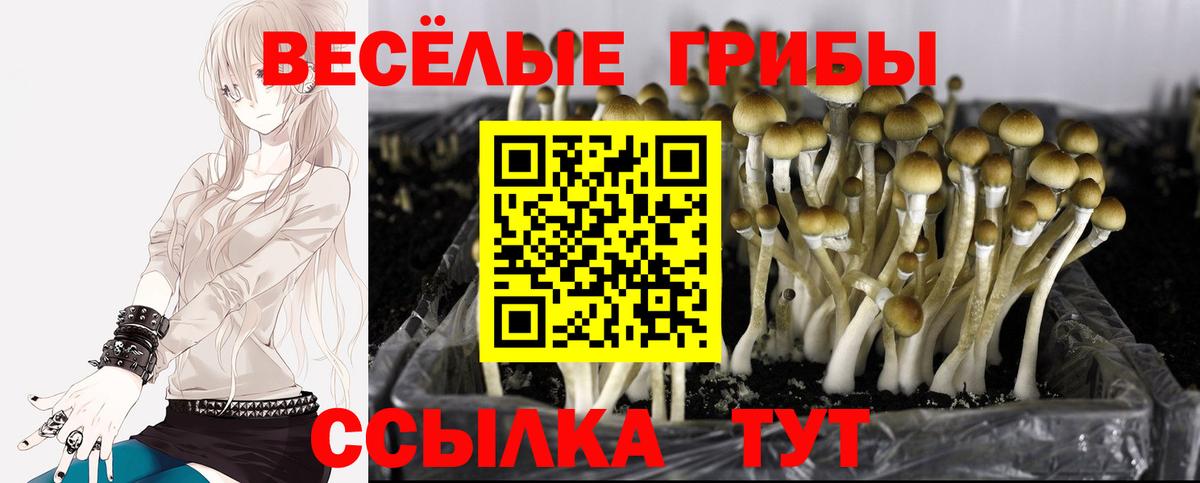 Галлюциногенные грибы прущие грибы  Вход с VPN  Касимов 